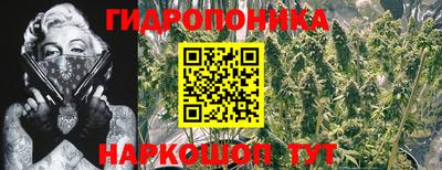 гидра Будённовск